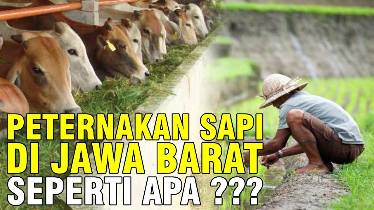 Peternakan Sapi Jawa Barat Indonesia.jpg